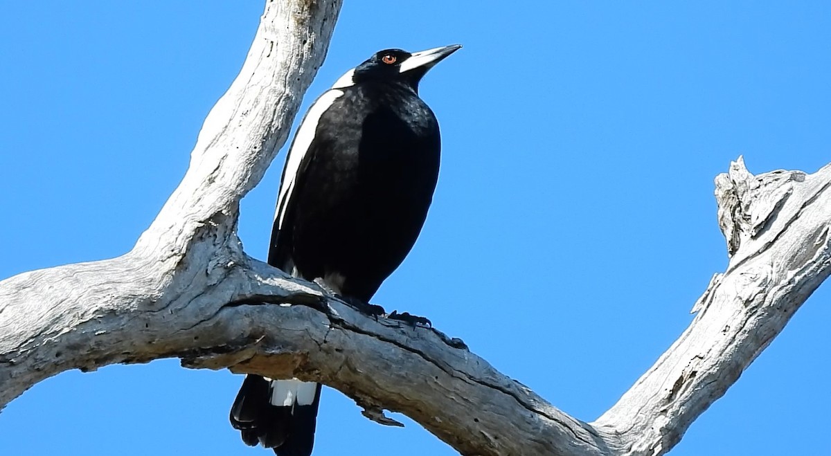 Australian Magpie - Thalia and Darren Broughton