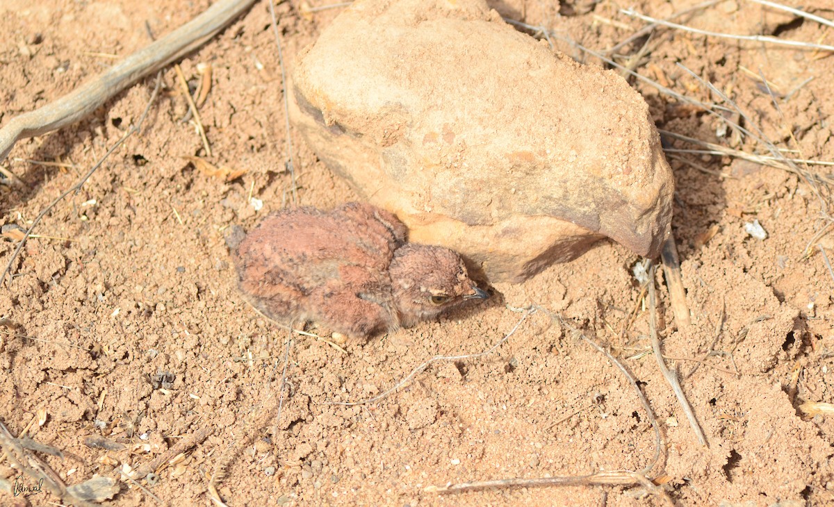 Common/Rain Quail - ML622832748