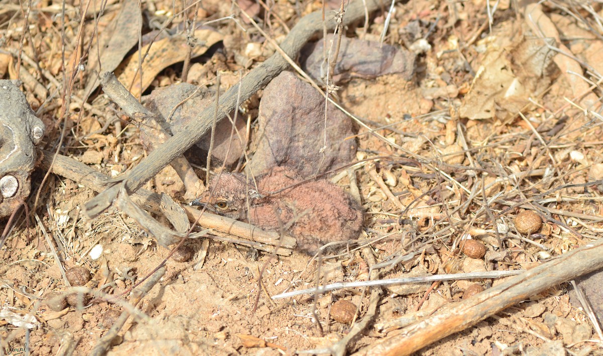 Common/Rain Quail - ML622832749