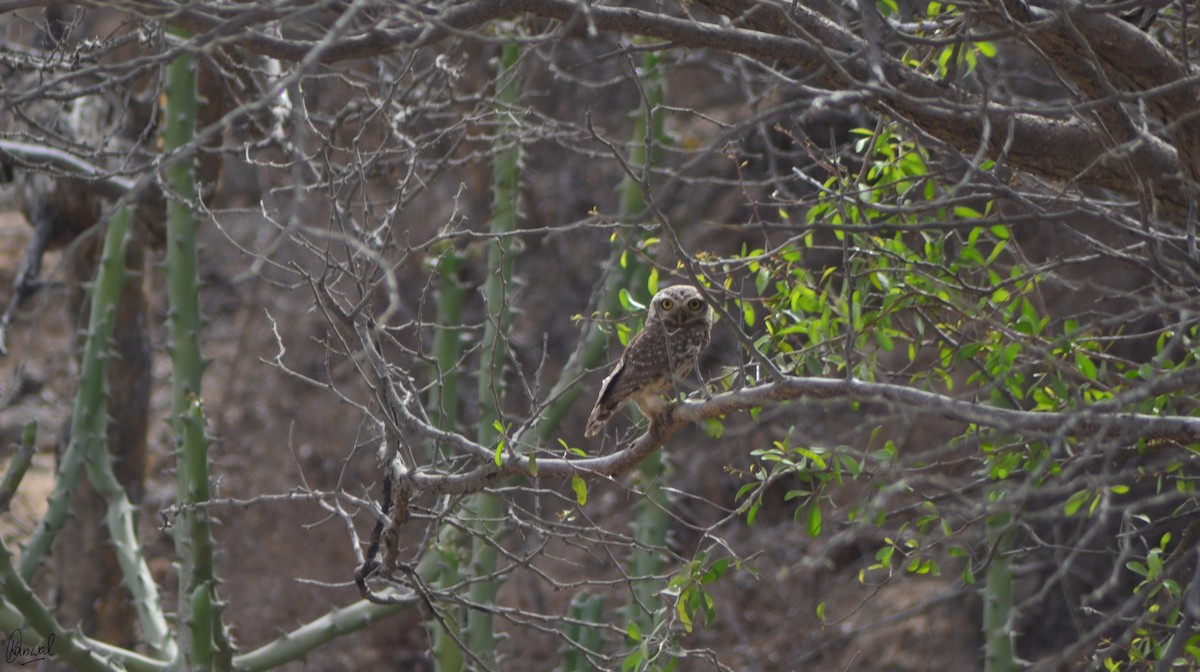Spotted Owlet - ML622832753