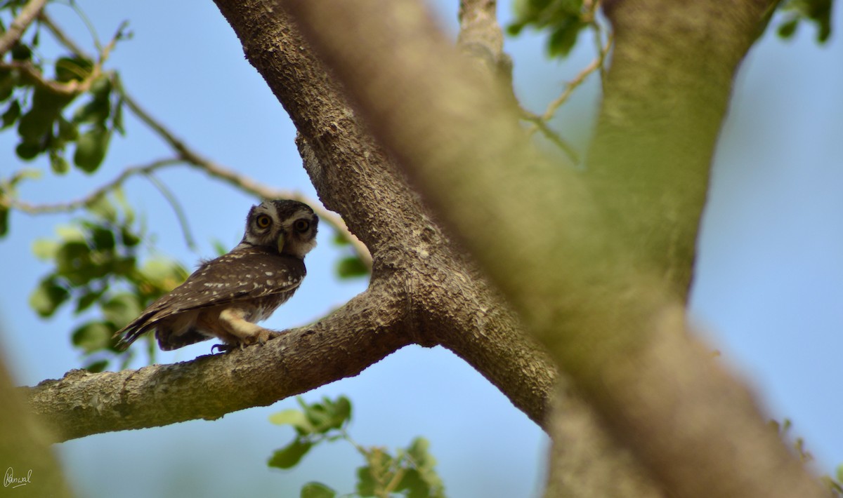 Spotted Owlet - ML622832754