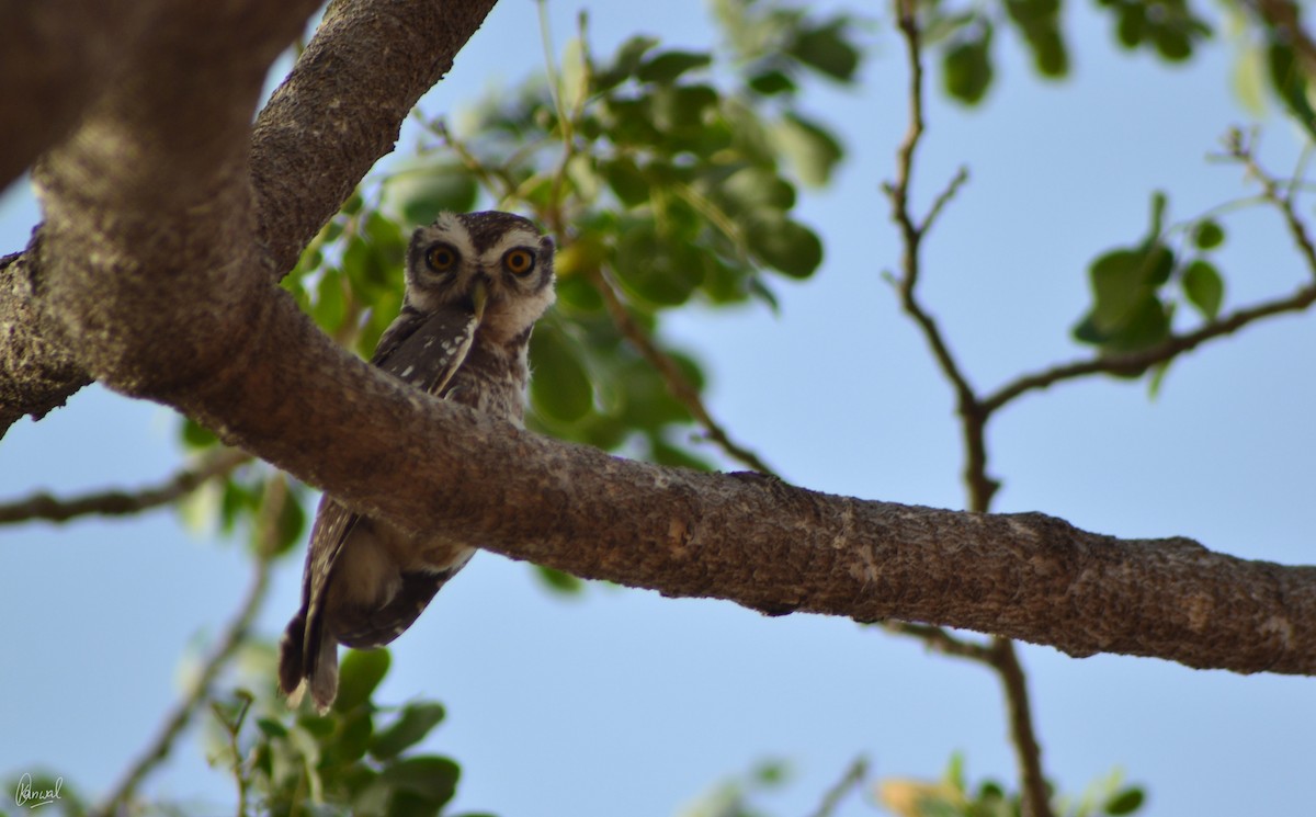 Spotted Owlet - ML622832755