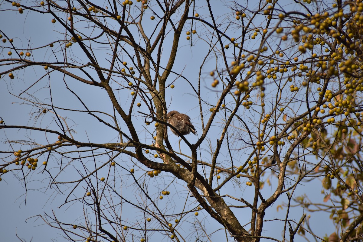 Spotted Owlet - ML622832756