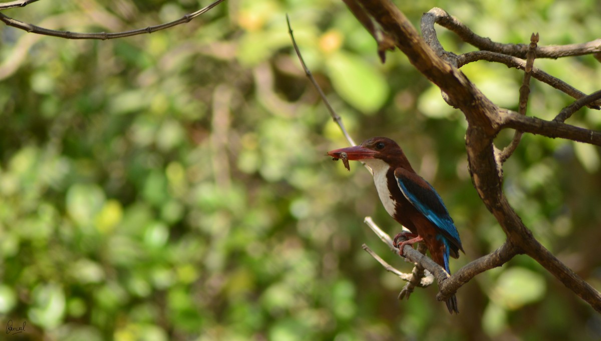 White-throated Kingfisher - ML622832758