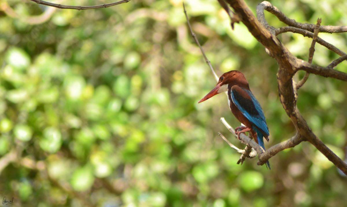 White-throated Kingfisher - ML622832759
