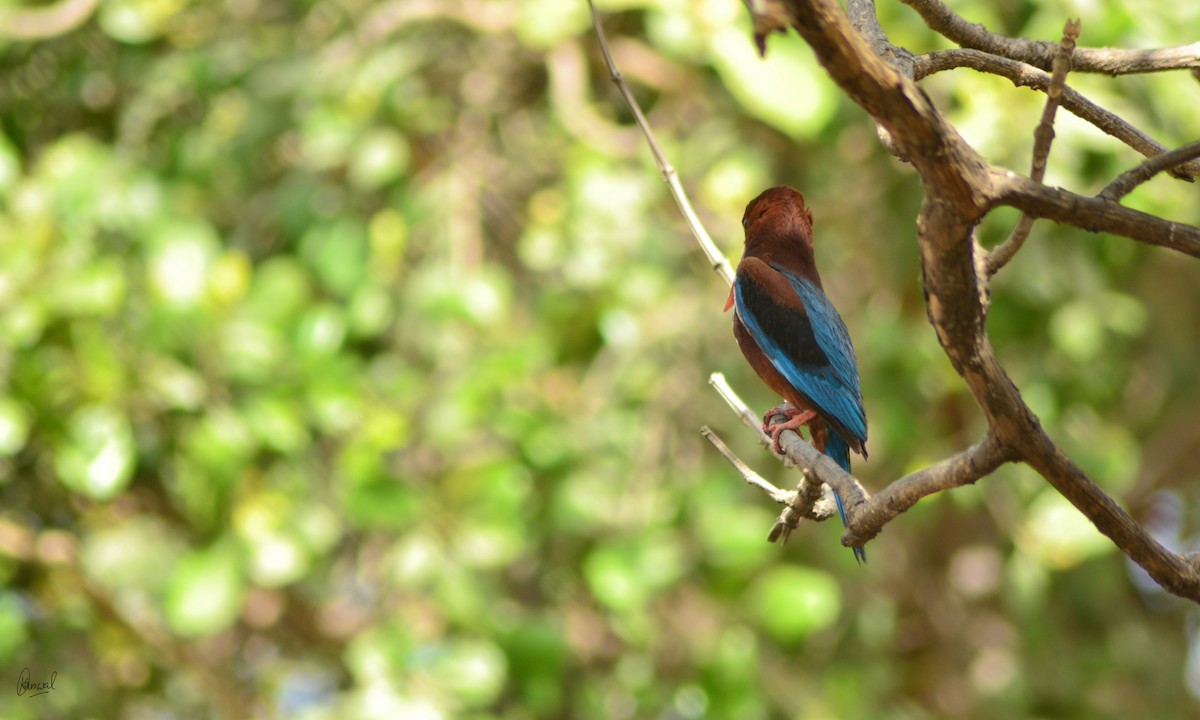 White-throated Kingfisher - ML622832760