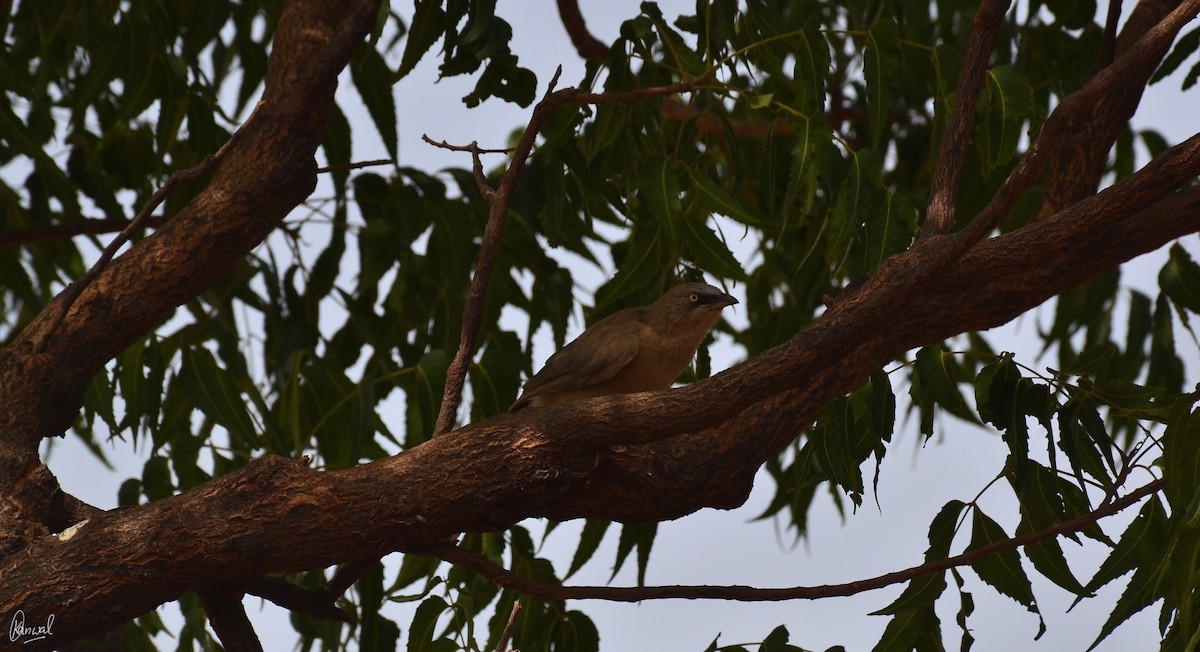 Large Gray Babbler - ML622832762