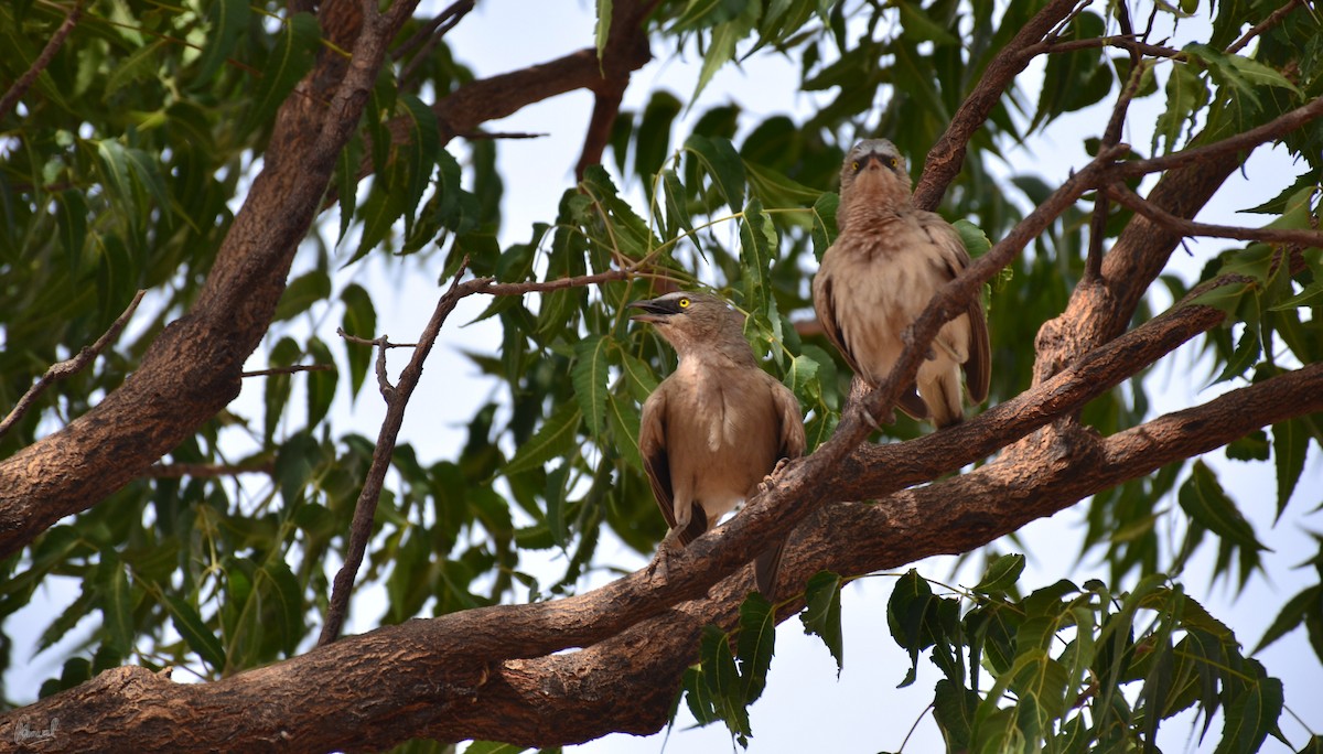 Large Gray Babbler - ML622832763