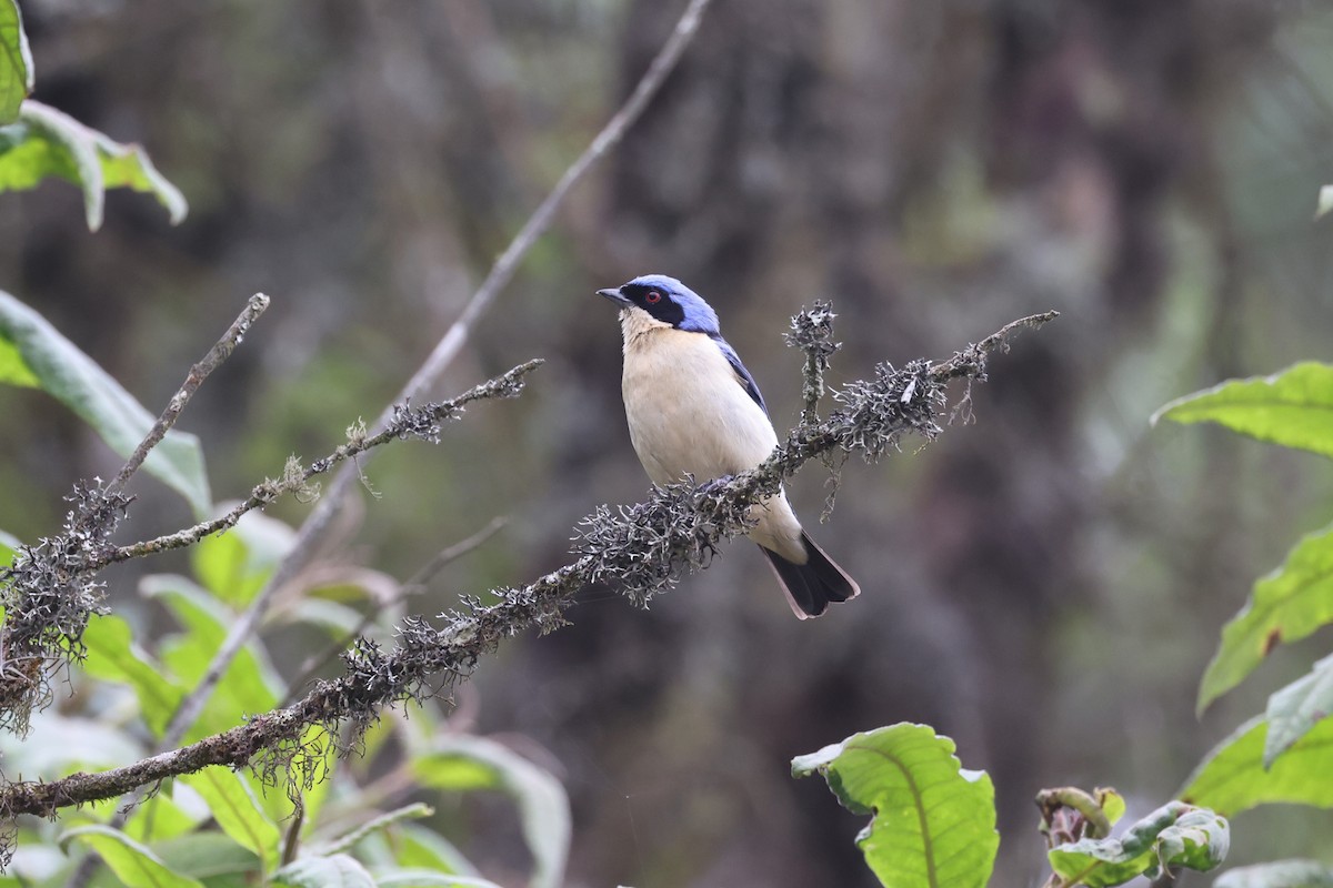 Fawn-breasted Tanager - Charles Davies