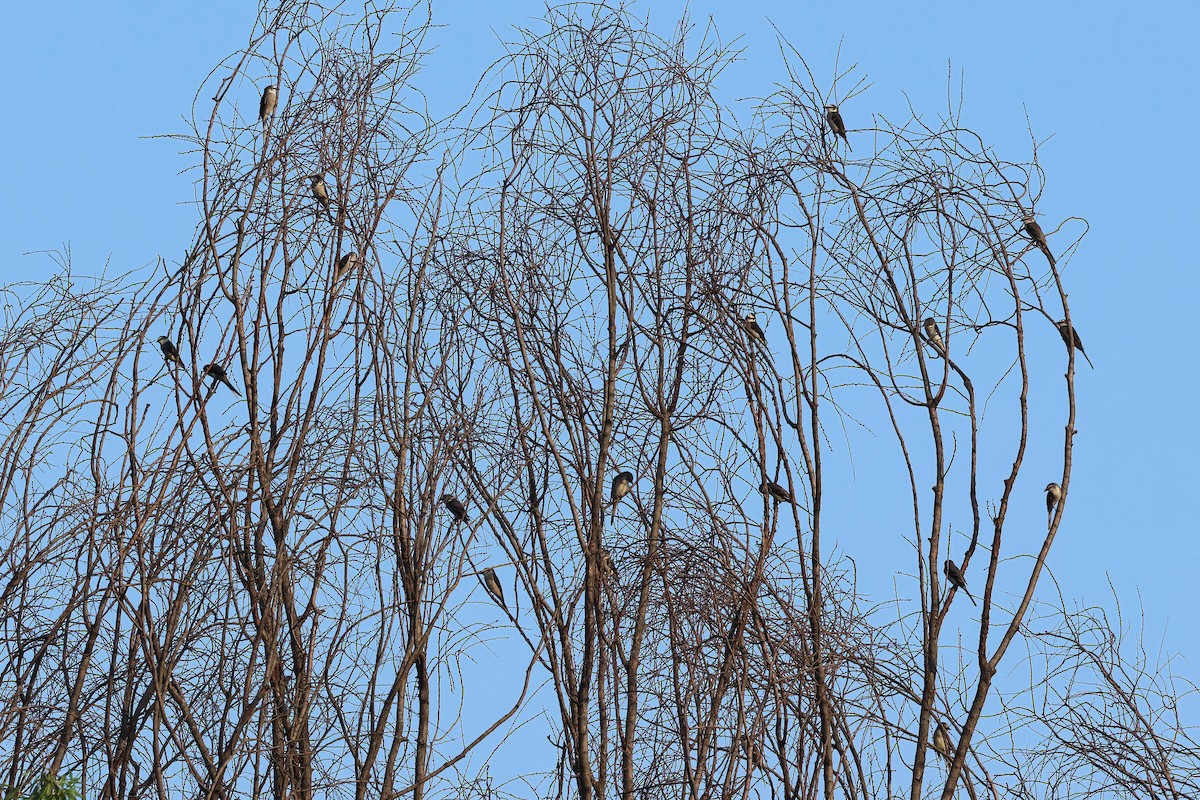 Brown-rumped Minivet - ML622832809