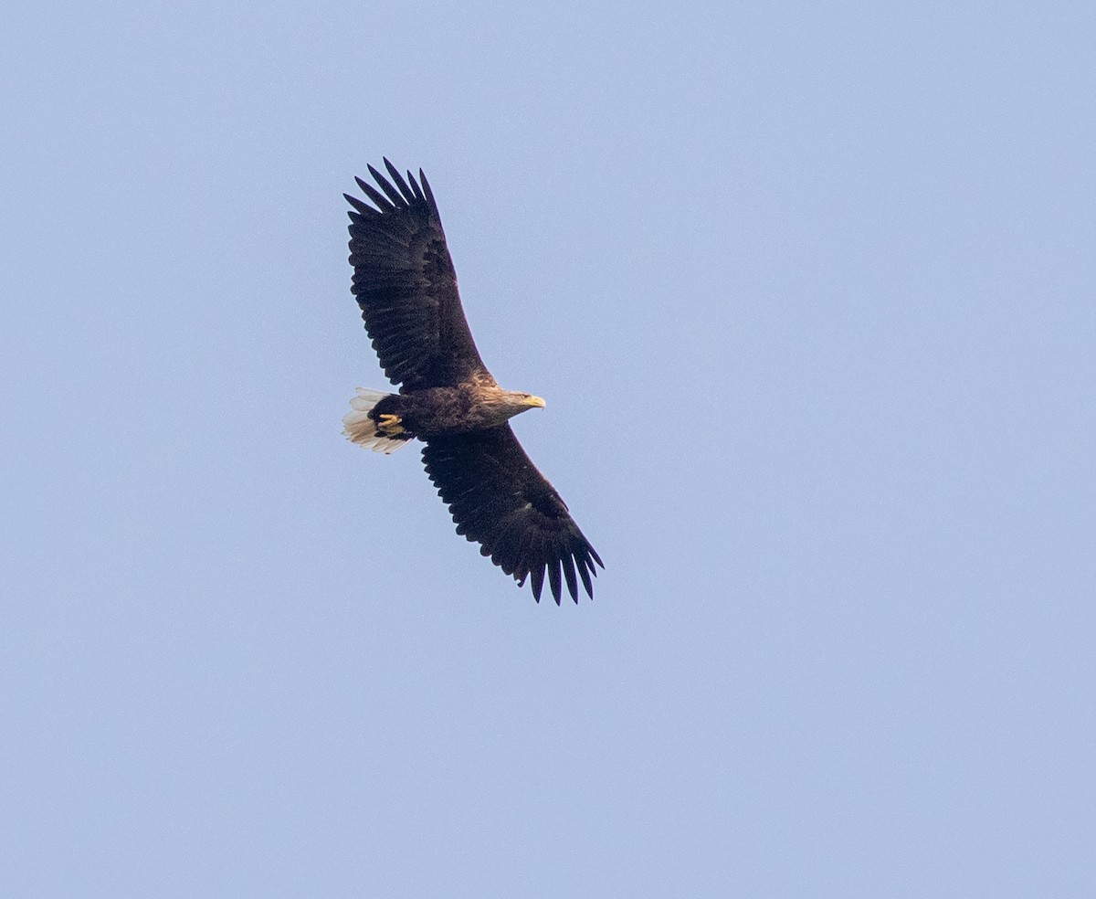 White-tailed Eagle - ML622832814