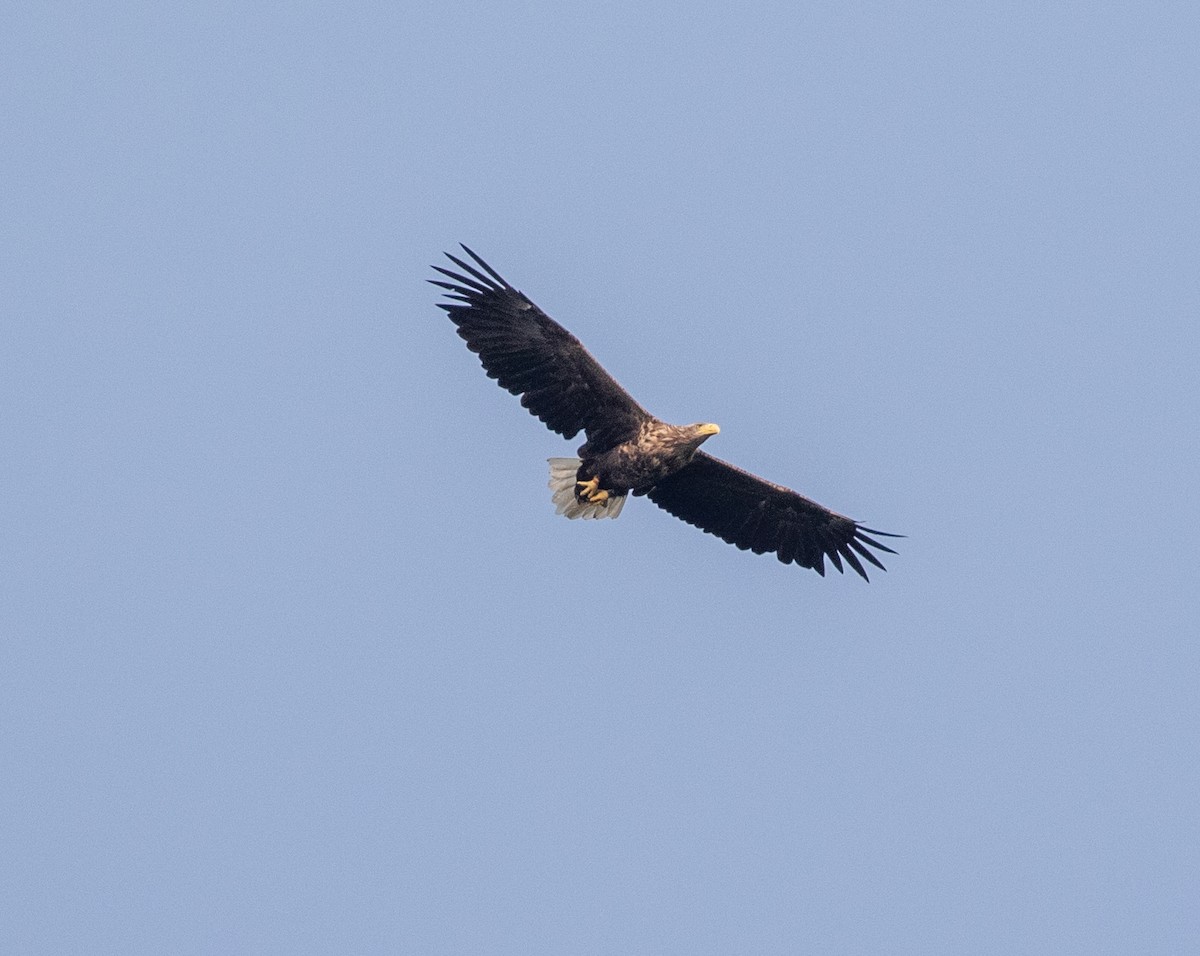 White-tailed Eagle - ML622832815