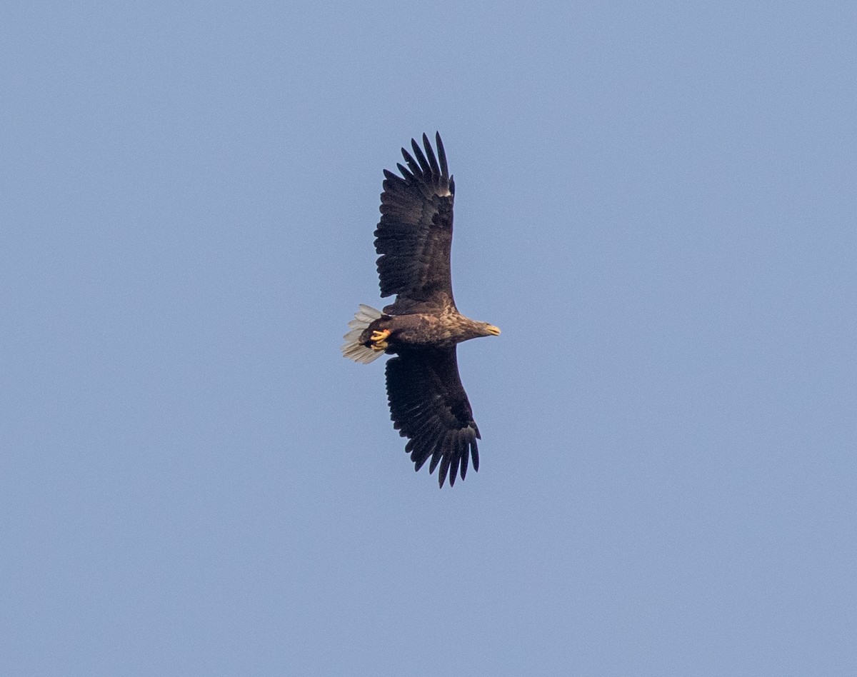 White-tailed Eagle - ML622832816