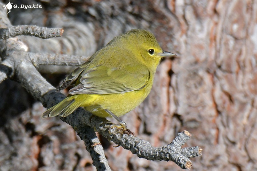 Orange-crowned Warbler - ML622832982