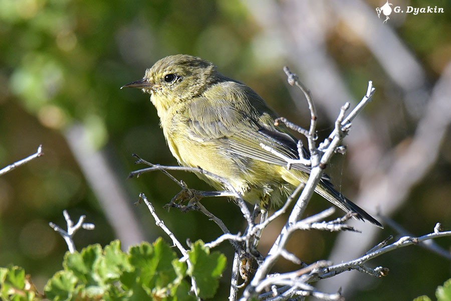 Orange-crowned Warbler - ML622832983