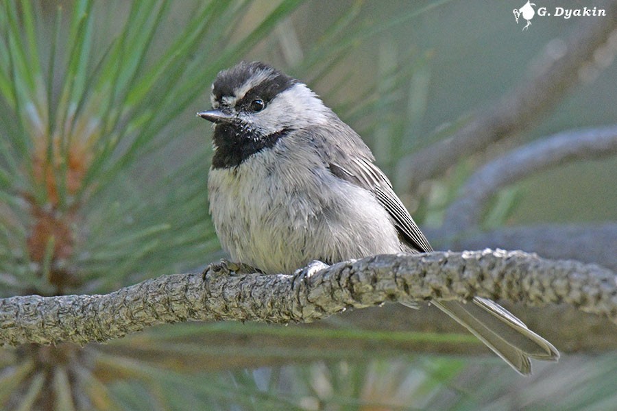 Mountain Chickadee - Gennadiy Dyakin