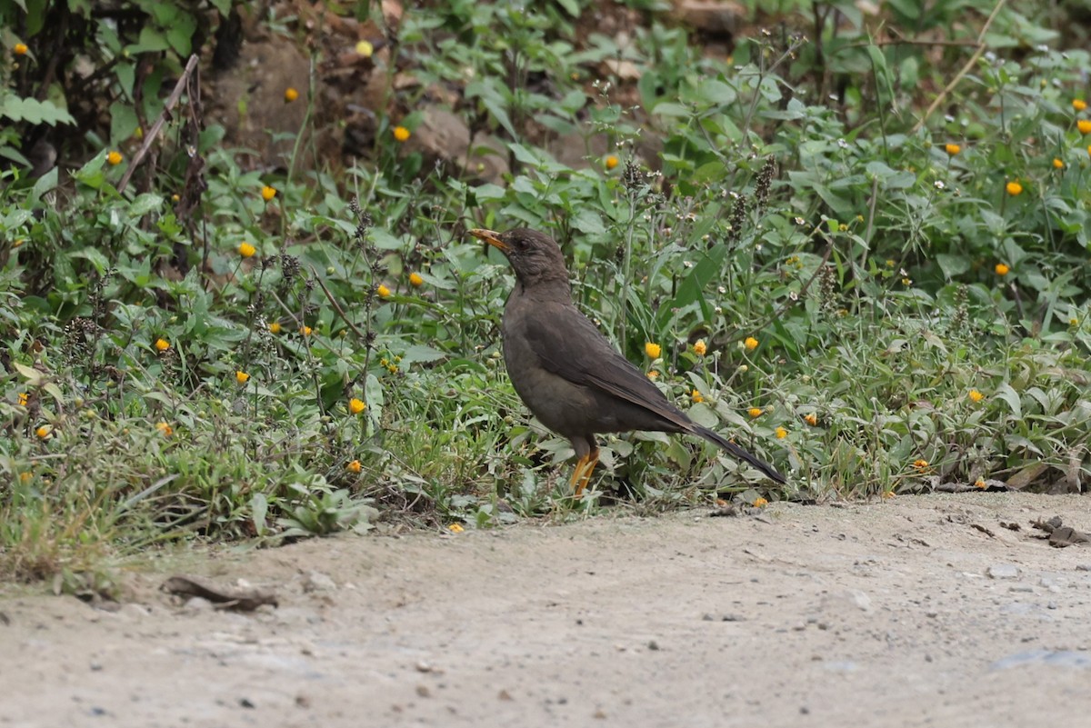 Great Thrush - ML622833039