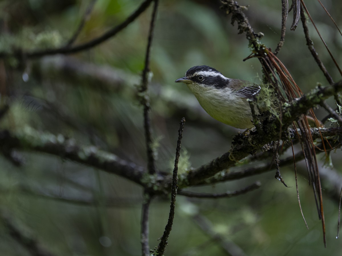 Red-tailed Minla - ML622833075