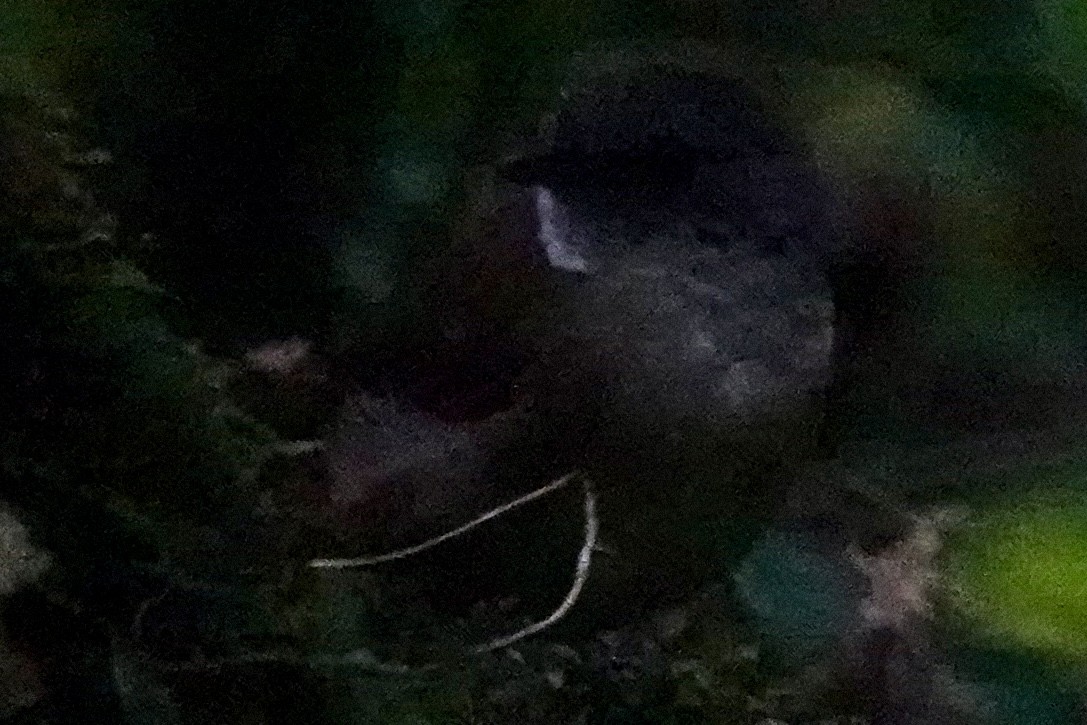 Pale-breasted Illadopsis - ML622833085