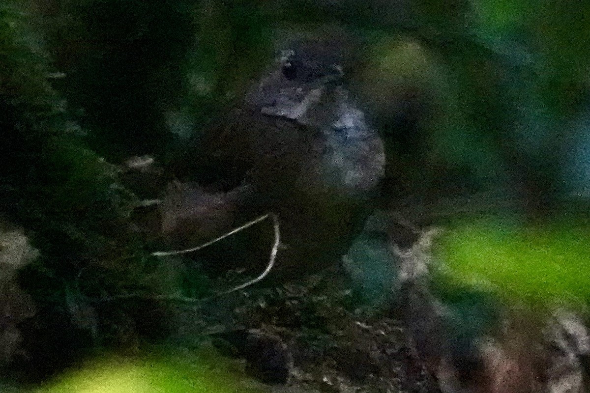 Pale-breasted Illadopsis - ML622833086