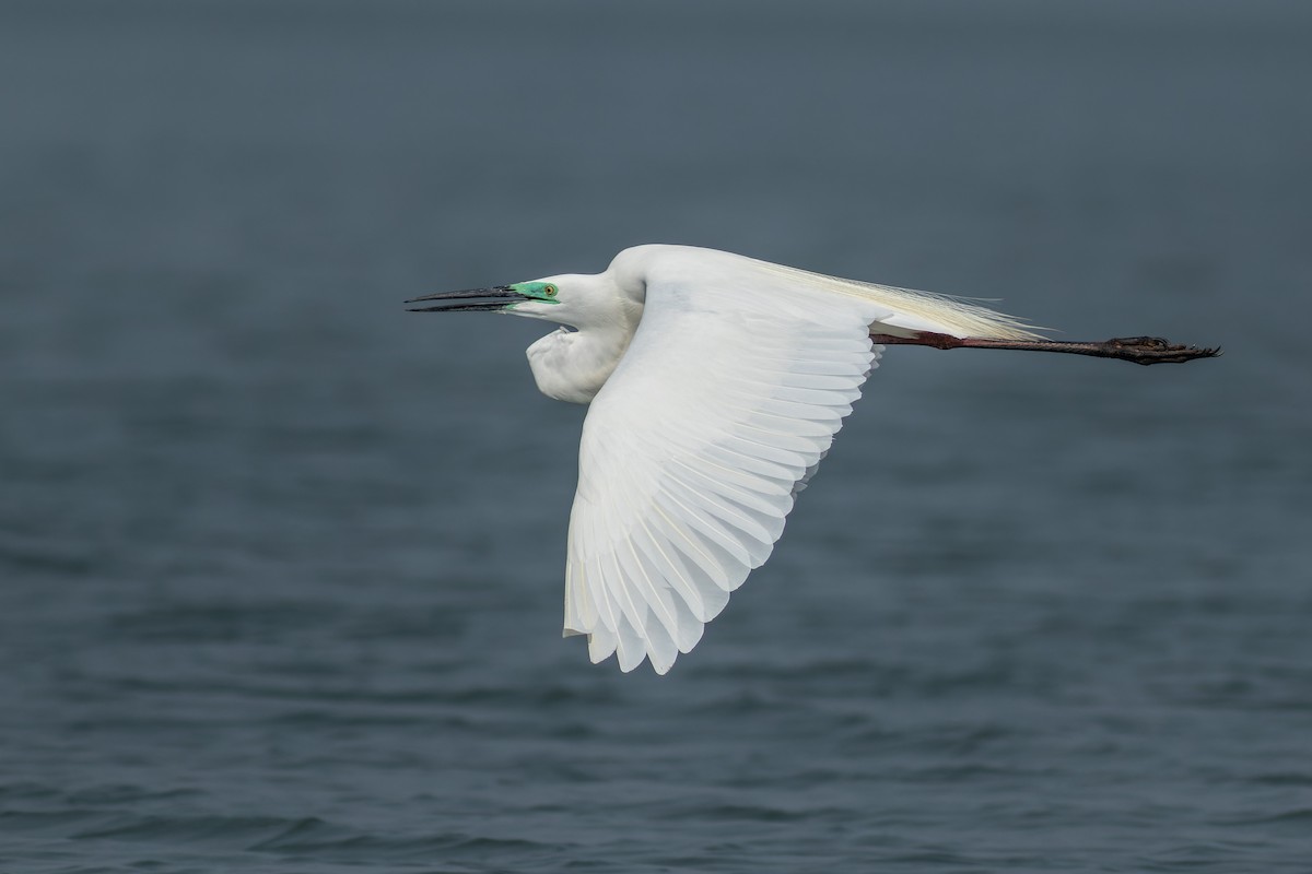 Great Egret - ML622833106