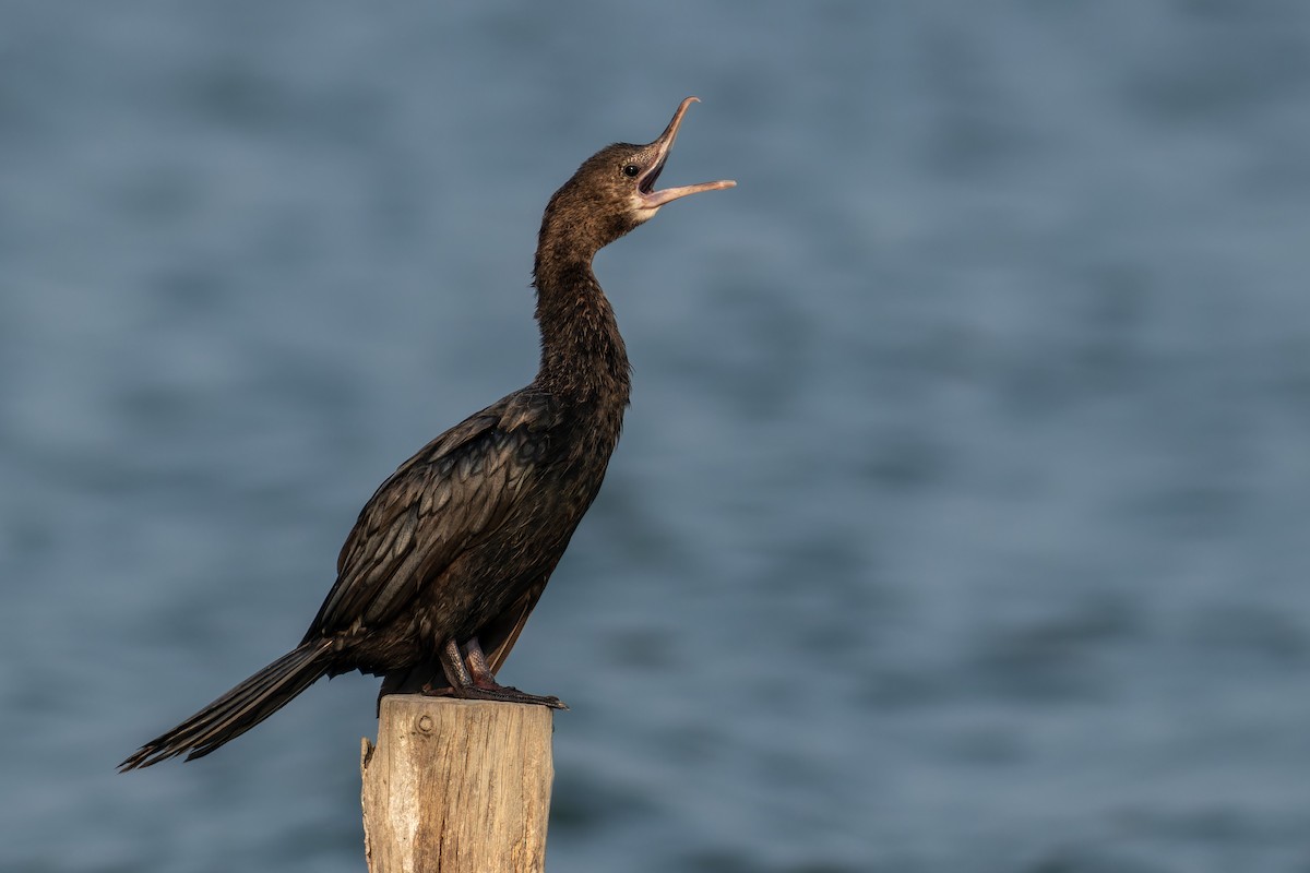 Little Cormorant - ML622833109