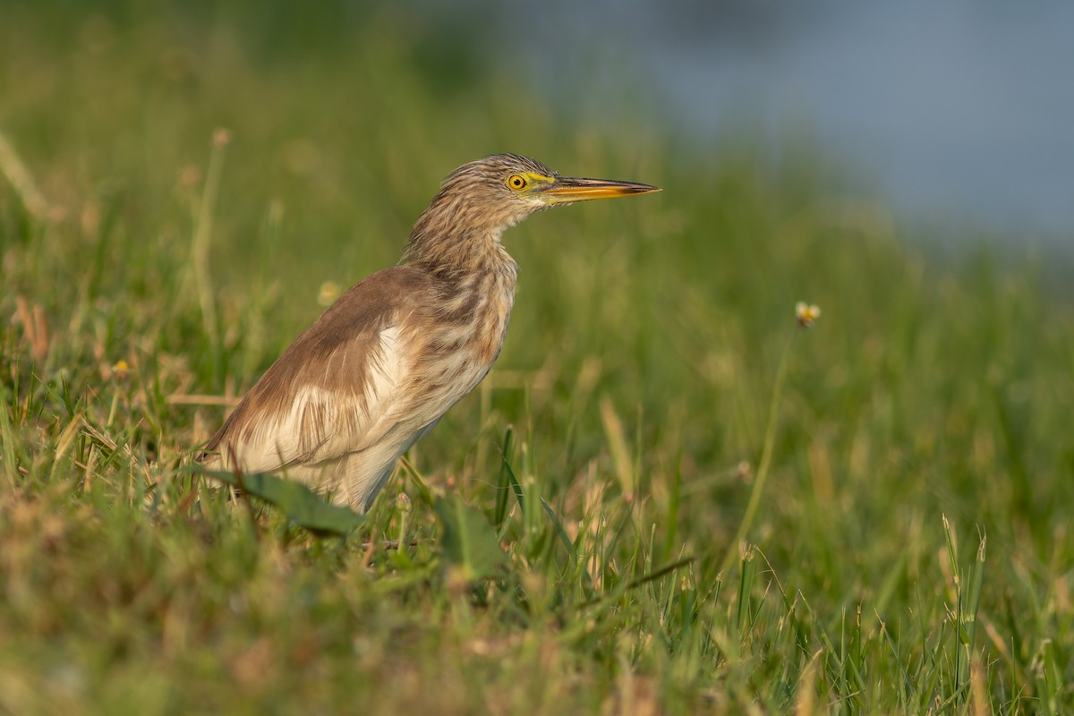 pond-heron sp. - ML622833116