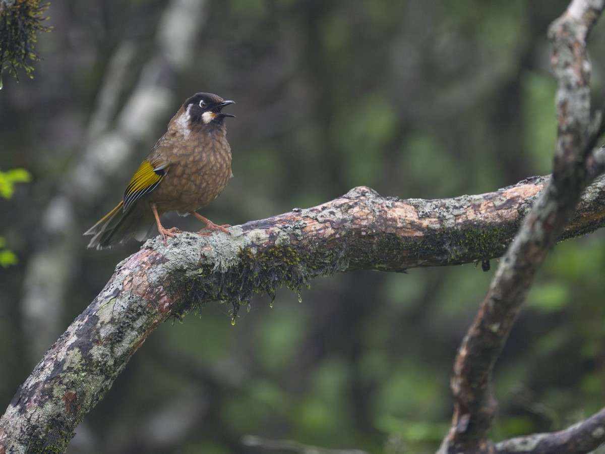 Black-faced Laughingthrush - ML622833184