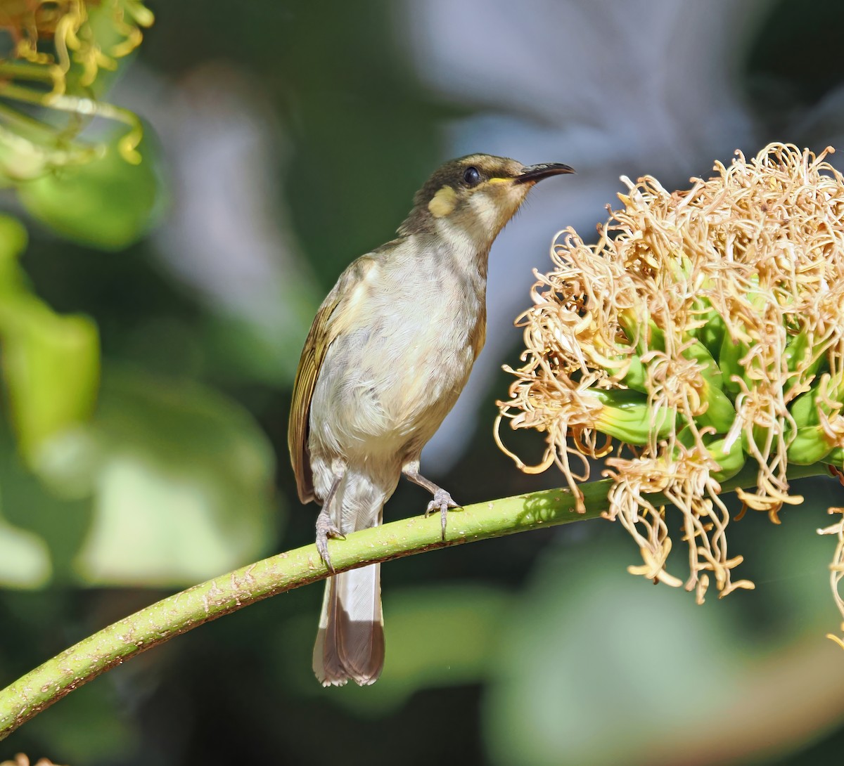 Graceful Honeyeater - Tony Richards