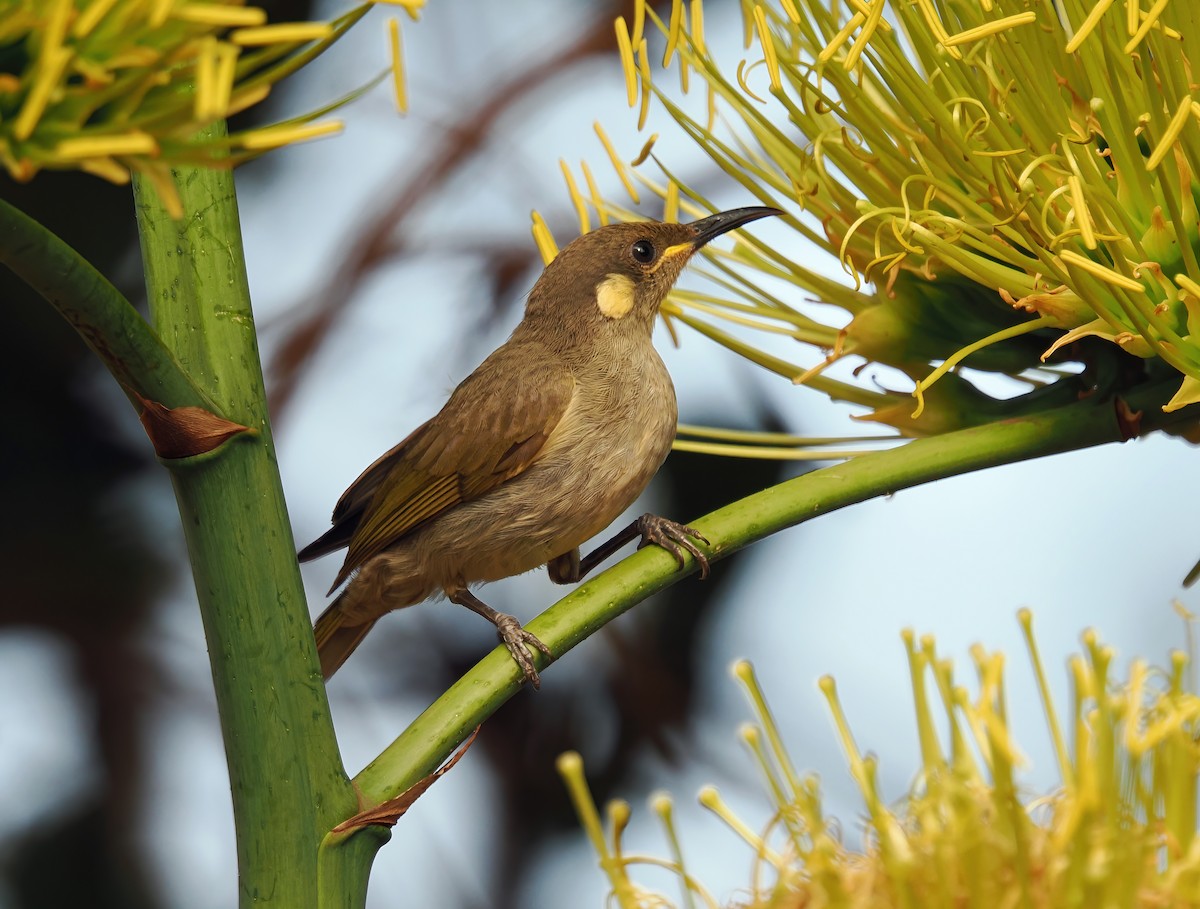 Graceful Honeyeater - ML622833193