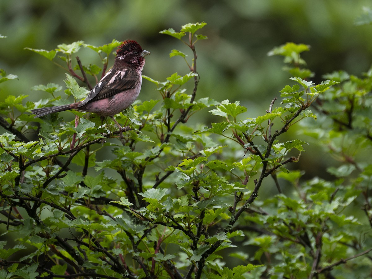 Sharpe's Rosefinch - ML622833207