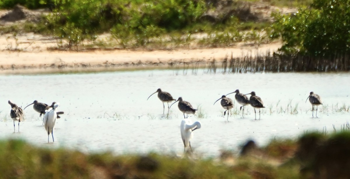 Eurasian Curlew - ML622833240