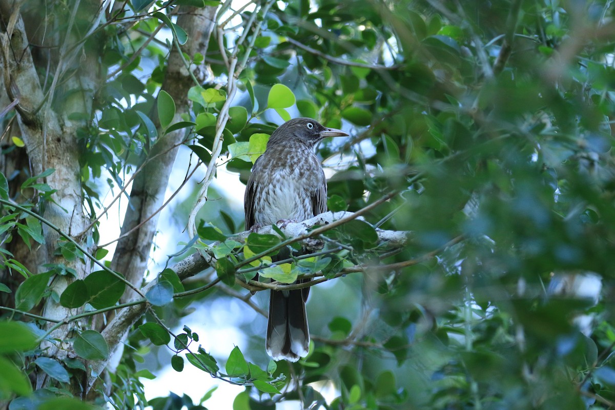 Pearly-eyed Thrasher - ML622833253