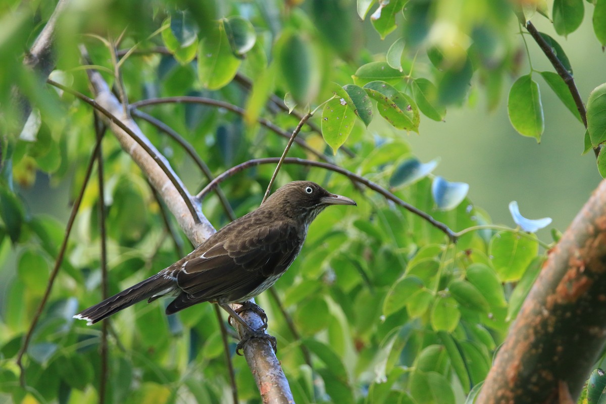 Pearly-eyed Thrasher - ML622833256