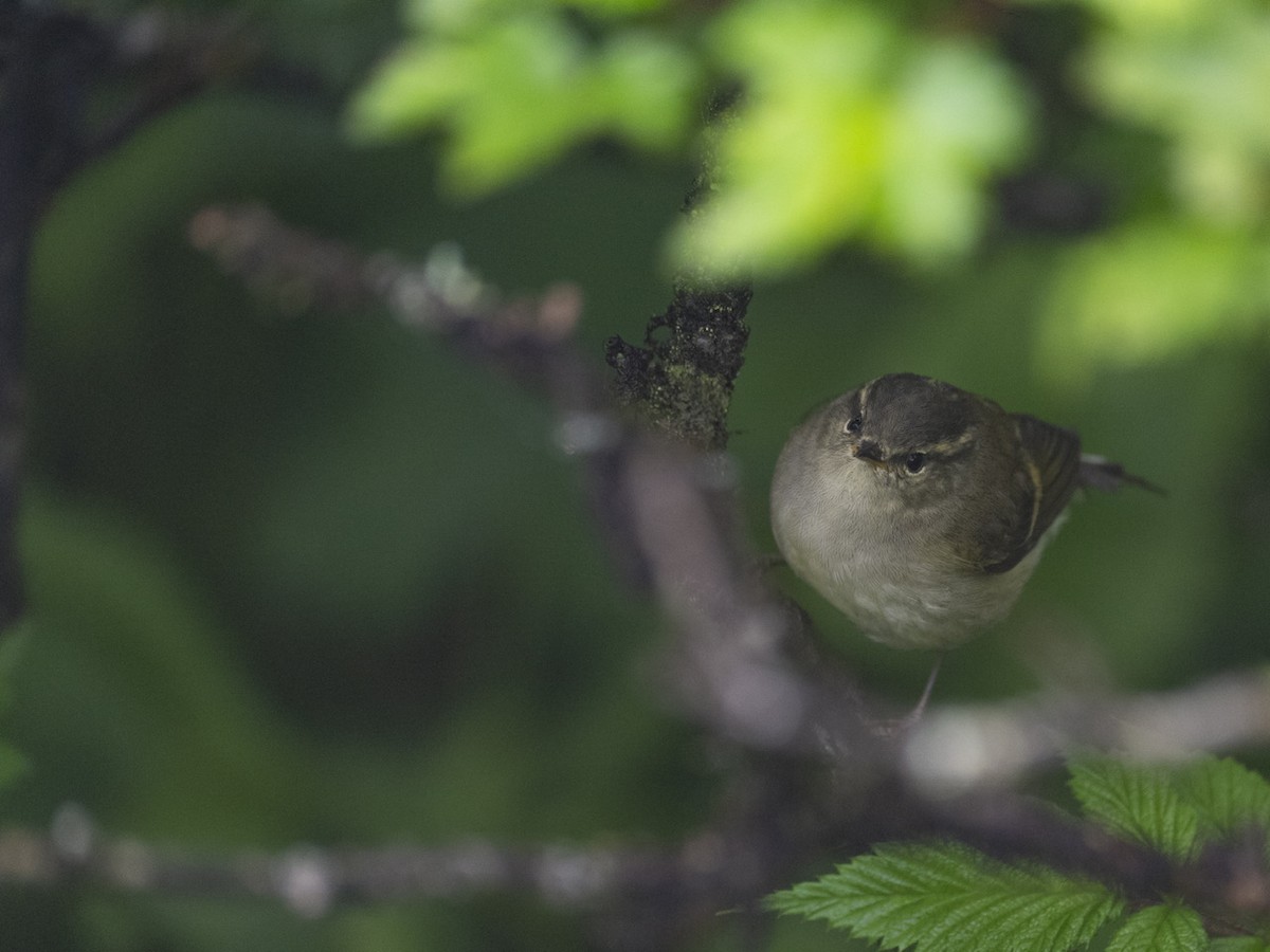 Buff-barred Warbler - ML622833267