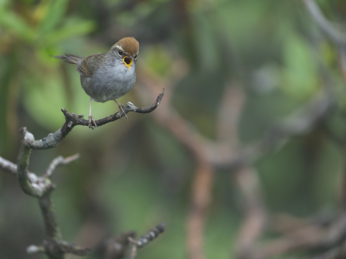 Gray-sided Bush Warbler - ML622833286