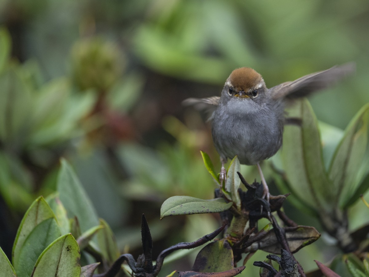 Gray-sided Bush Warbler - ML622833295