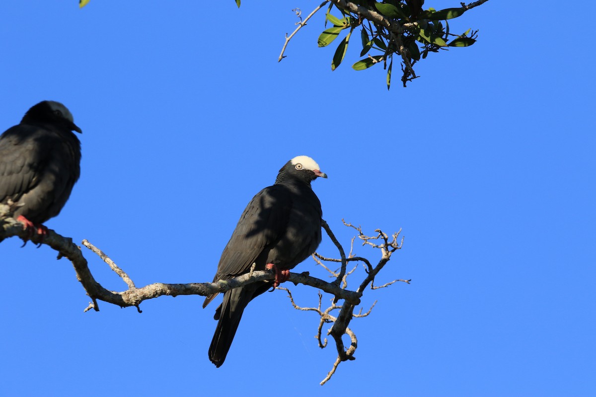 White-crowned Pigeon - ML622833318