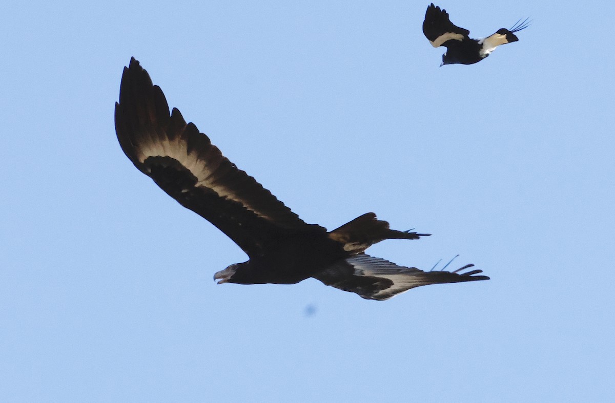 Wedge-tailed Eagle - ML622833321