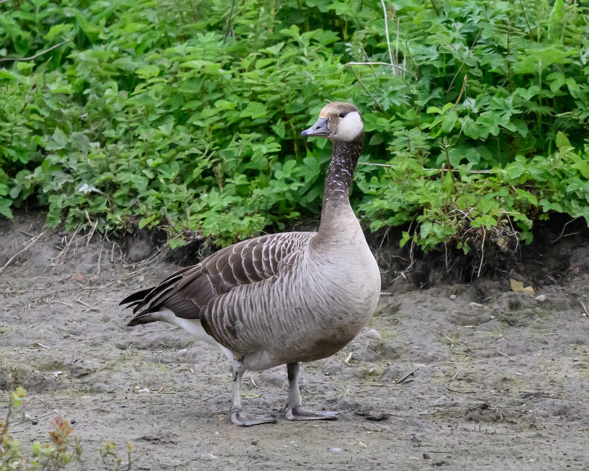 Graylag x Canada Goose (hybrid) - ML622833353