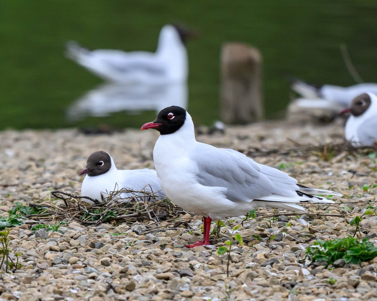 Black-headed x Mediterranean Gull (hybrid) - ML622833354