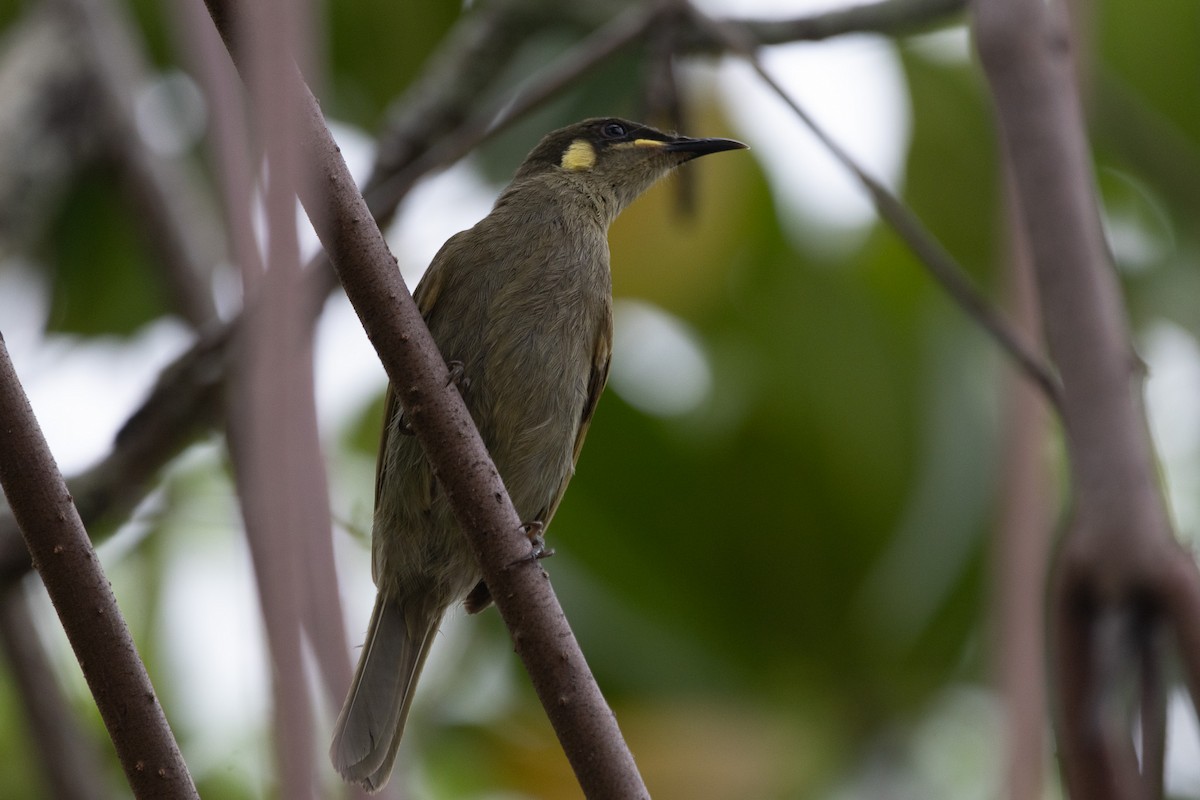 Yellow-spotted Honeyeater - ML622833363