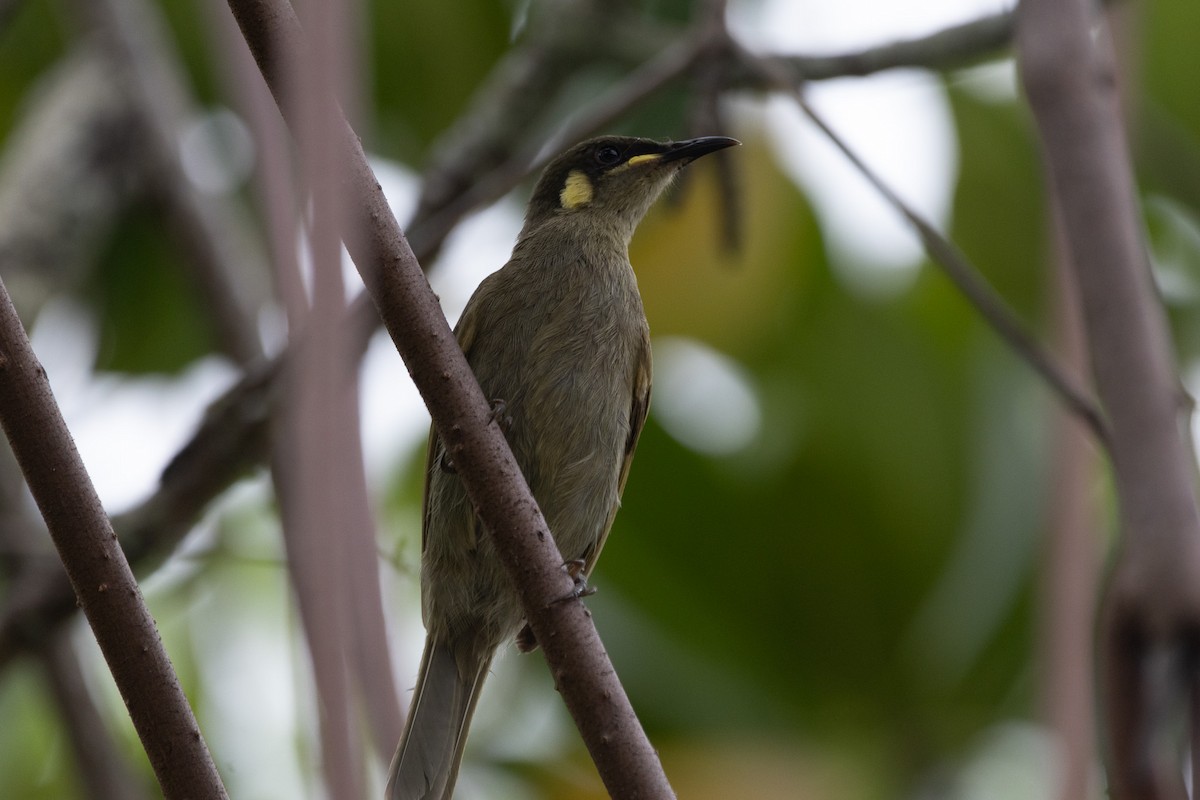 Yellow-spotted Honeyeater - ML622833364