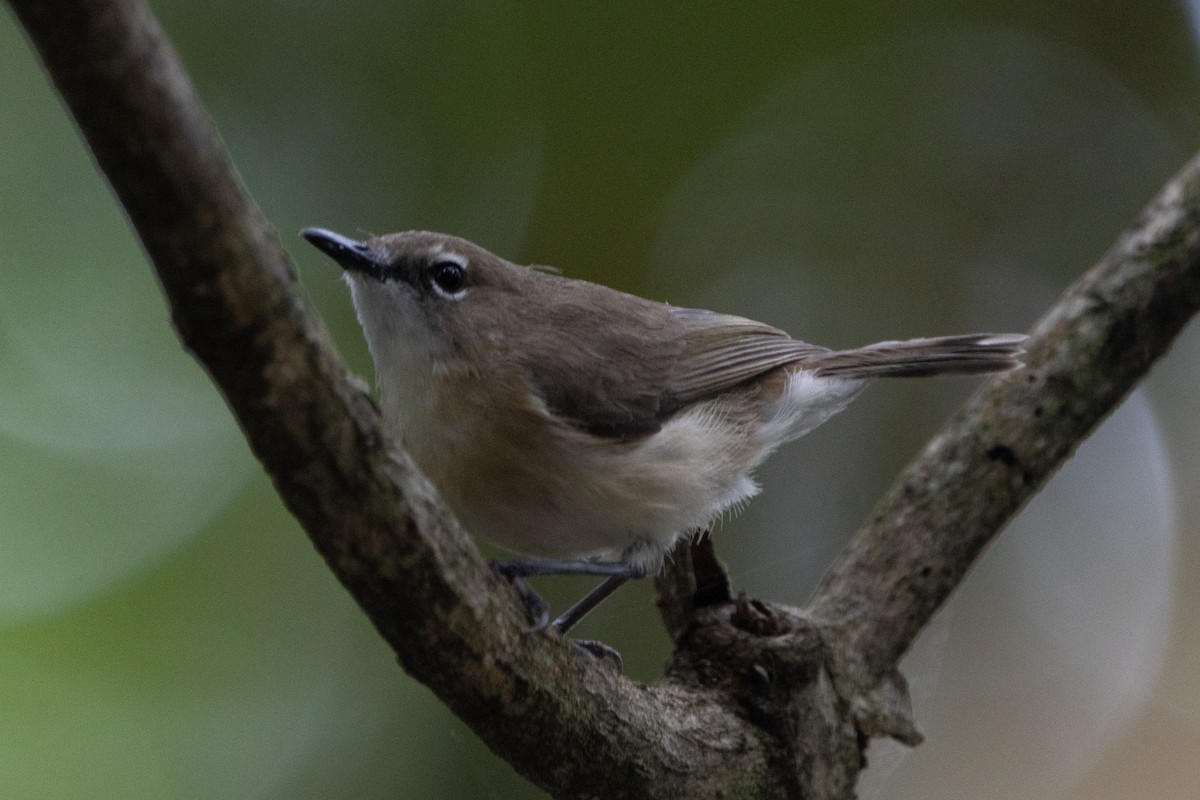 Large-billed Gerygone - ML622833366