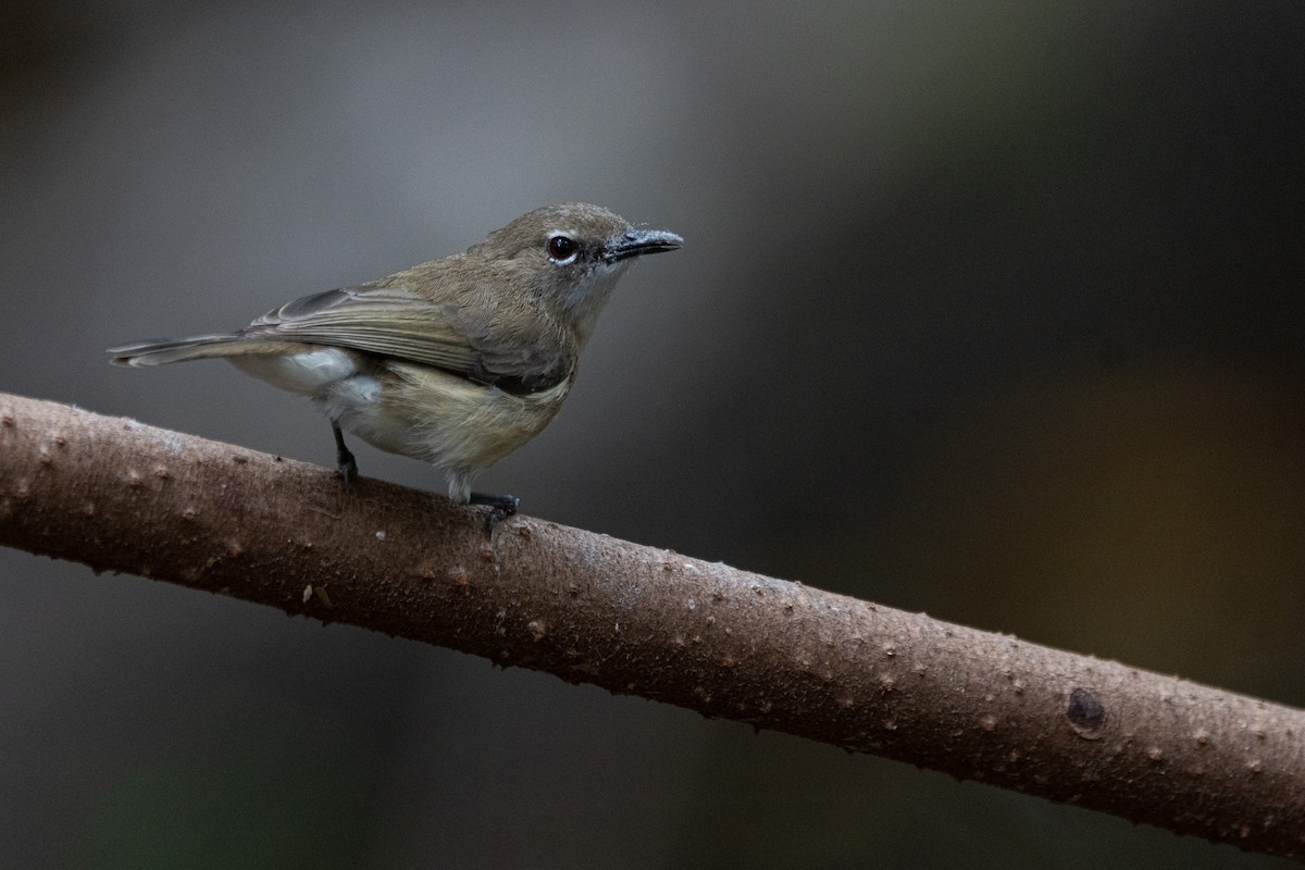 Large-billed Gerygone - Jodhan Fine