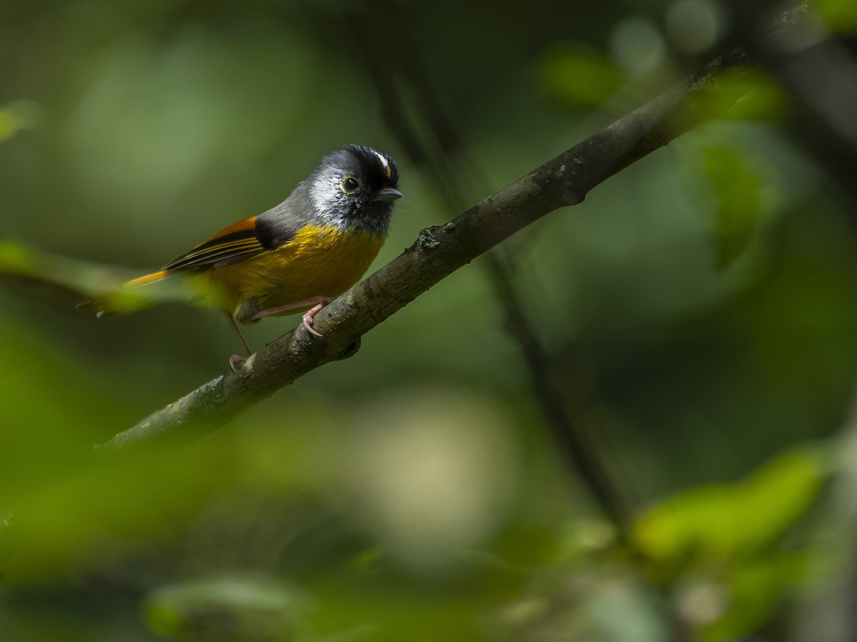 Golden-breasted Fulvetta - ML622833384