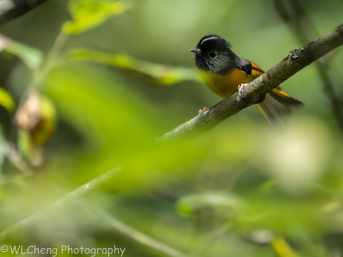 Golden-breasted Fulvetta - LiCheng Wang