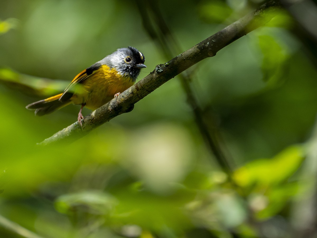 Golden-breasted Fulvetta - ML622833386