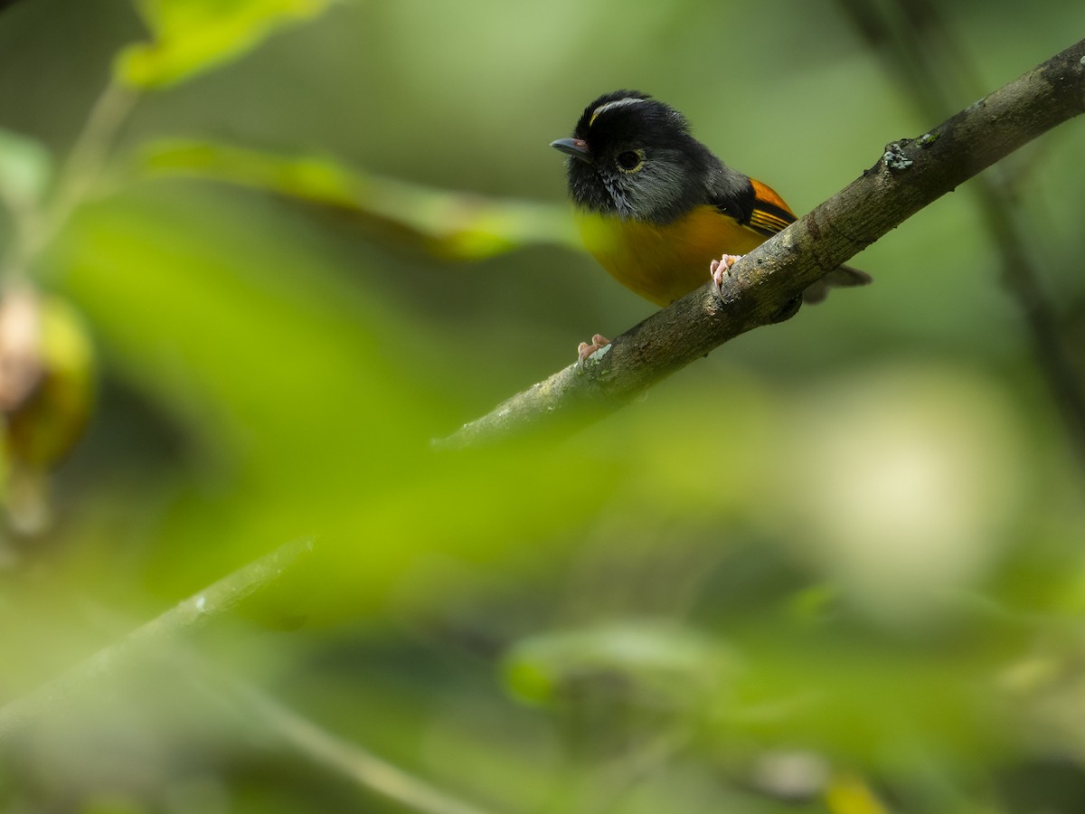 Golden-breasted Fulvetta - ML622833387