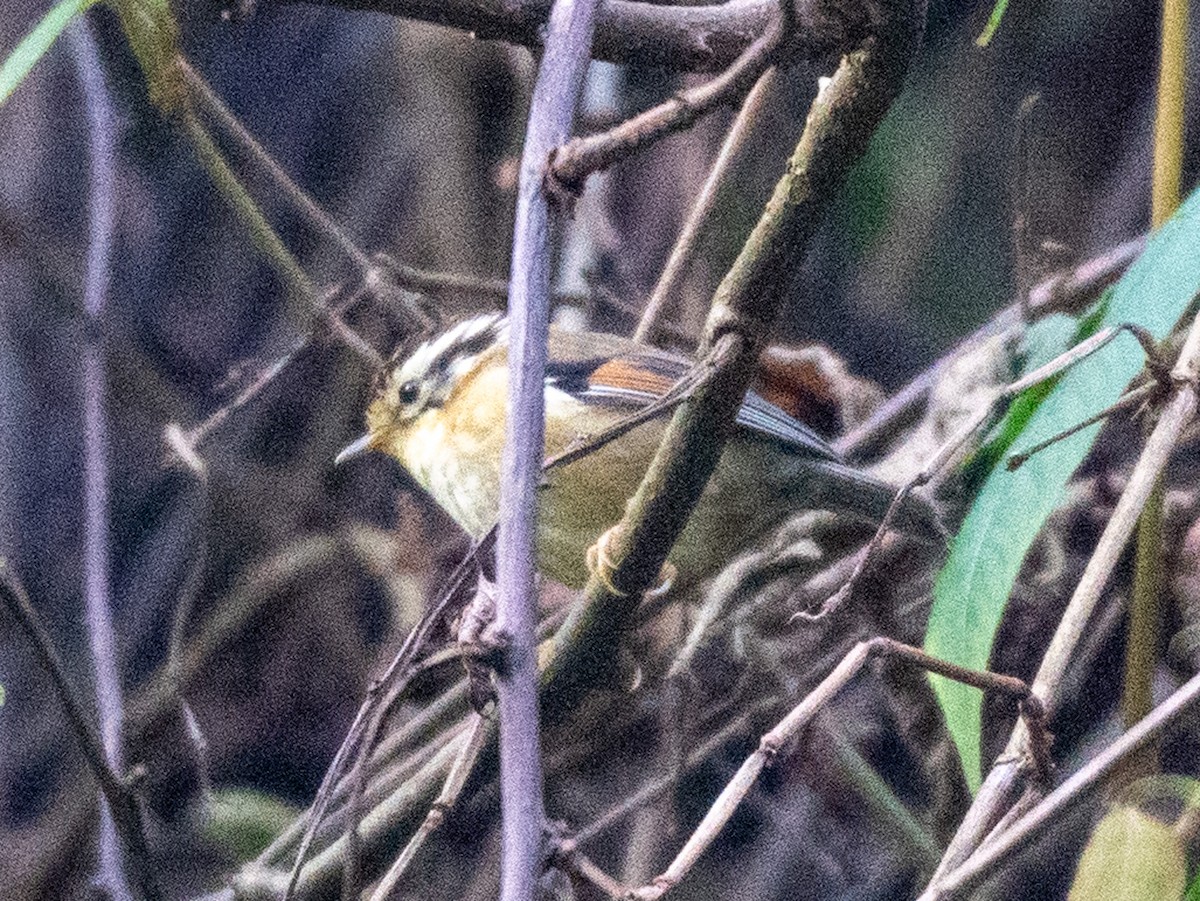 Rufous-winged Fulvetta - ML622833391